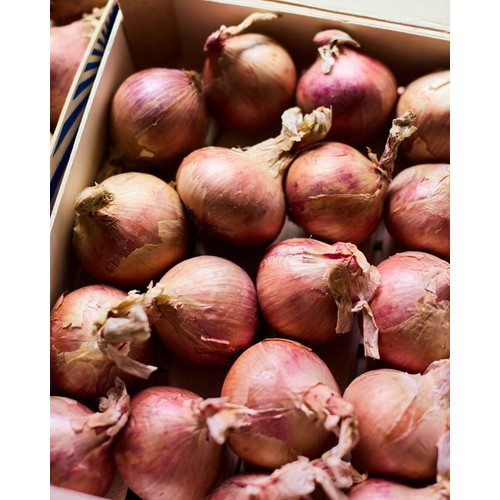Natoora Pink Onions from Brittany thumbnail 4