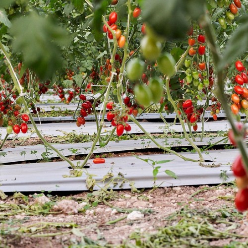 Natoora Sicilian Datterini Tomatoes thumbnail 2