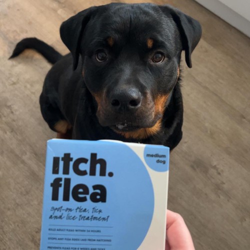 Itch Flea & Tick Treatment for Medium Dogs (10-20kg) thumbnail 5