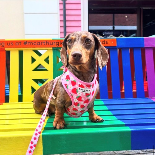 Cocopup London Pupberry Fields Dog Harness Small thumbnail 6