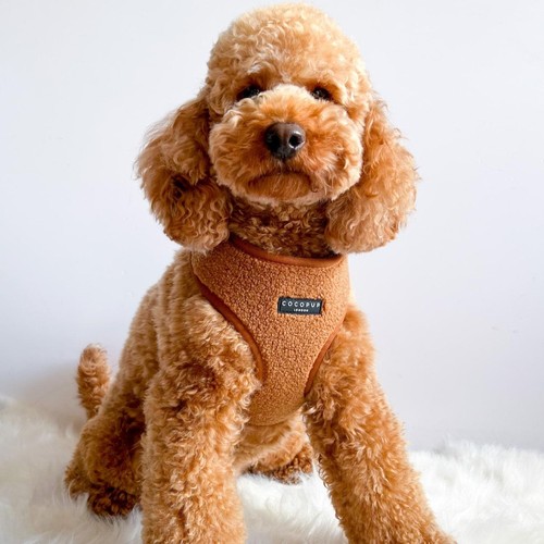 Cocopup London Paddington Teddy Dog Harness Extra Small thumbnail 4
