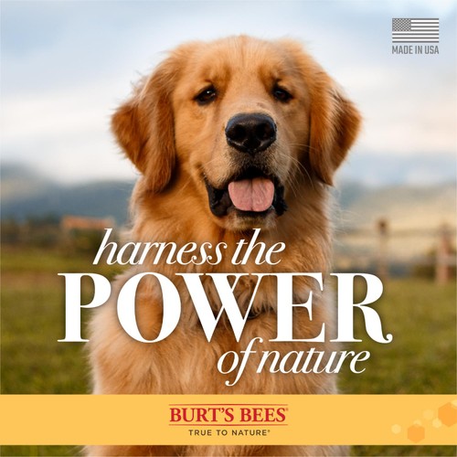 Burt's Bees Oatmeal Dog Conditioner for Dogs thumbnail 5