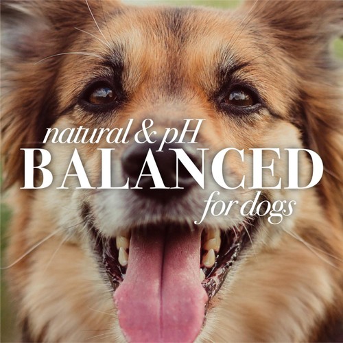 Burt's Bees Oatmeal Shampoo for Dogs thumbnail 5