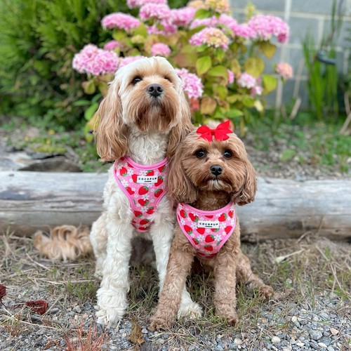 Cocopup London Pupberry Fields Harness Large thumbnail 5