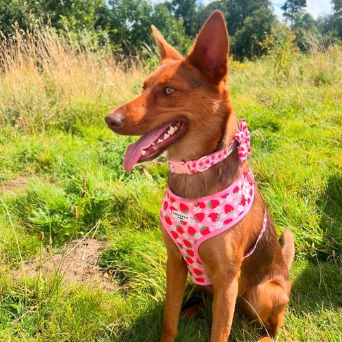 Cocopup London Pupberry Fields Harness Large thumbnail 7