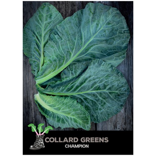 She Grows Veg Collard Greens Champion Seeds