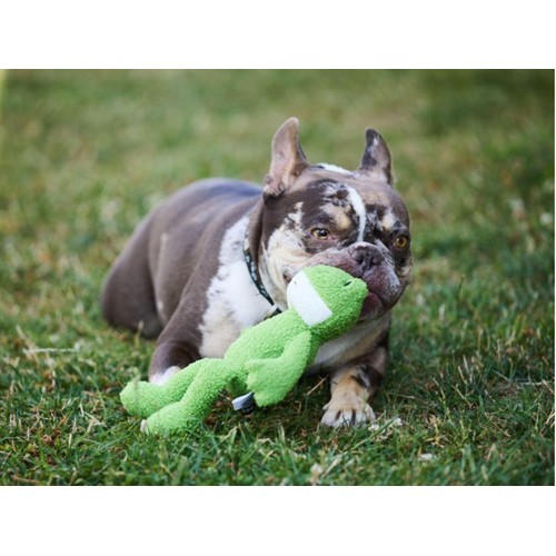 Petface Finlay Frog thumbnail 2