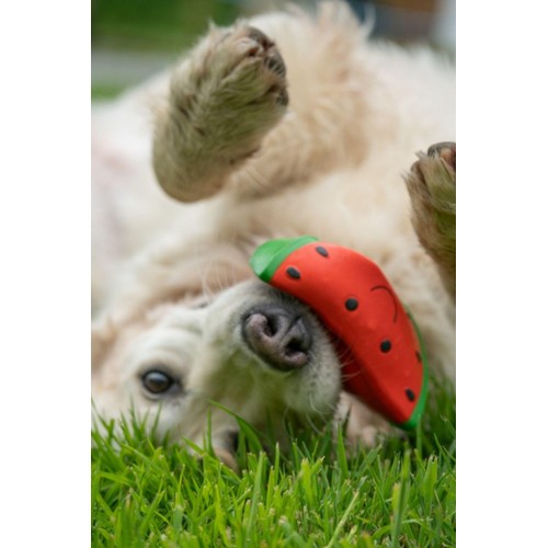 Petface Foodie Faces Watermelon Latex Dog Toy thumbnail 2