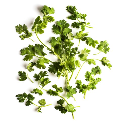 Daylesford Organic Coriander