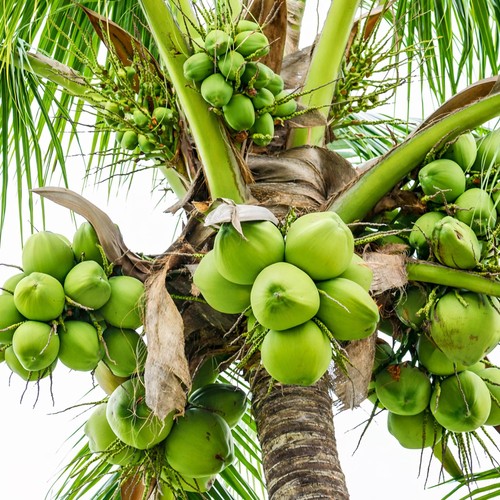OrchardWorld Coconut - Eat and Drink thumbnail 5