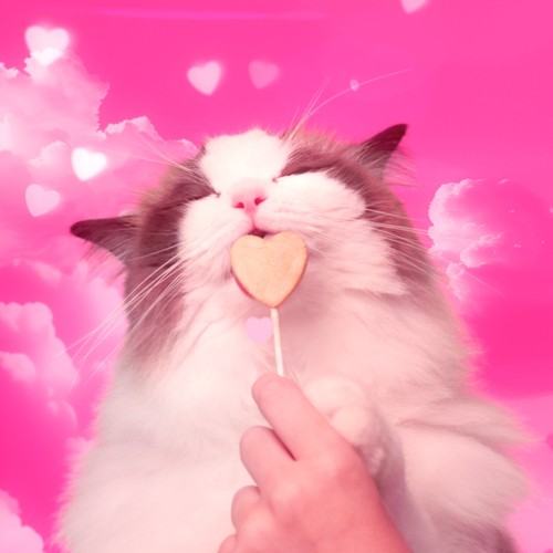 BONKERS Purrpops Freeze Dried Chicken Flavoured Lollipop Cat Treats thumbnail 9