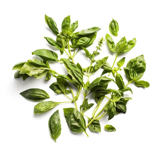 Daylesford Organic Basil