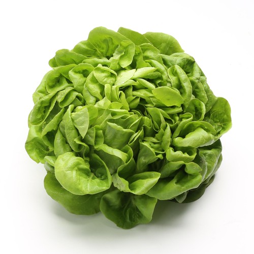 Daylesford Organic Green Chalmers Lettuce