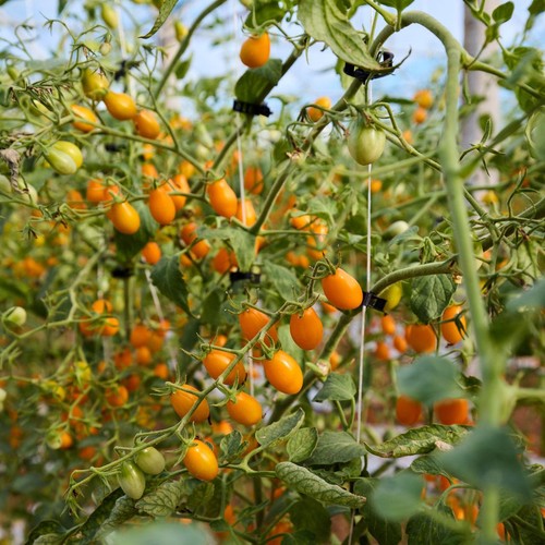 Natoora Sicilian Heritage Tomato Duo  thumbnail 2