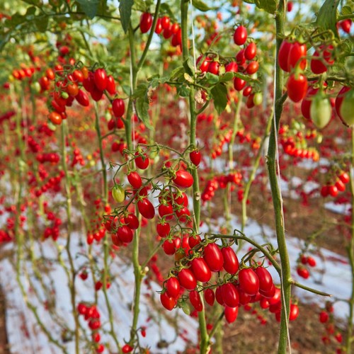 Natoora Sicilian Heritage Tomato Duo  thumbnail 3