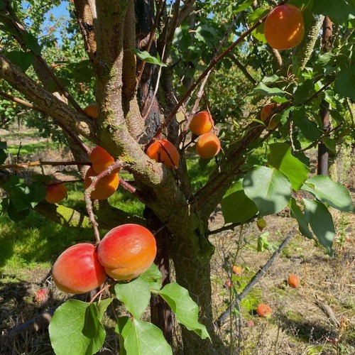Natoora Fresh Apricots thumbnail 3
