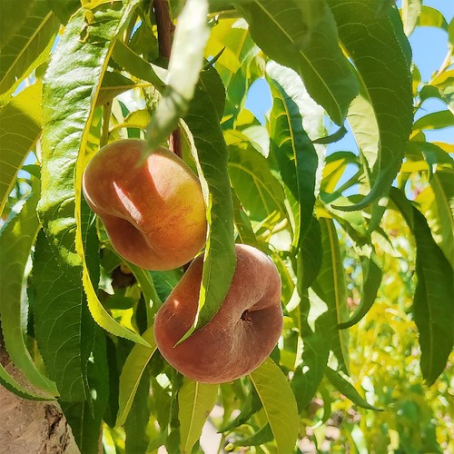 Natoora Spanish Flat White Peaches thumbnail 3