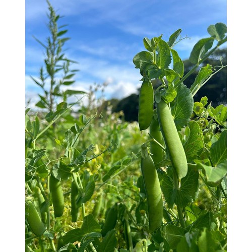 Natoora Fresh Peas thumbnail 2
