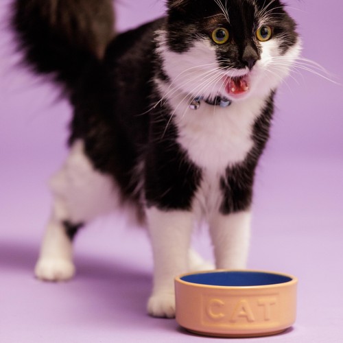 Mason Cash Cane/Blue Lettered Cat Bowl 13cm thumbnail 2