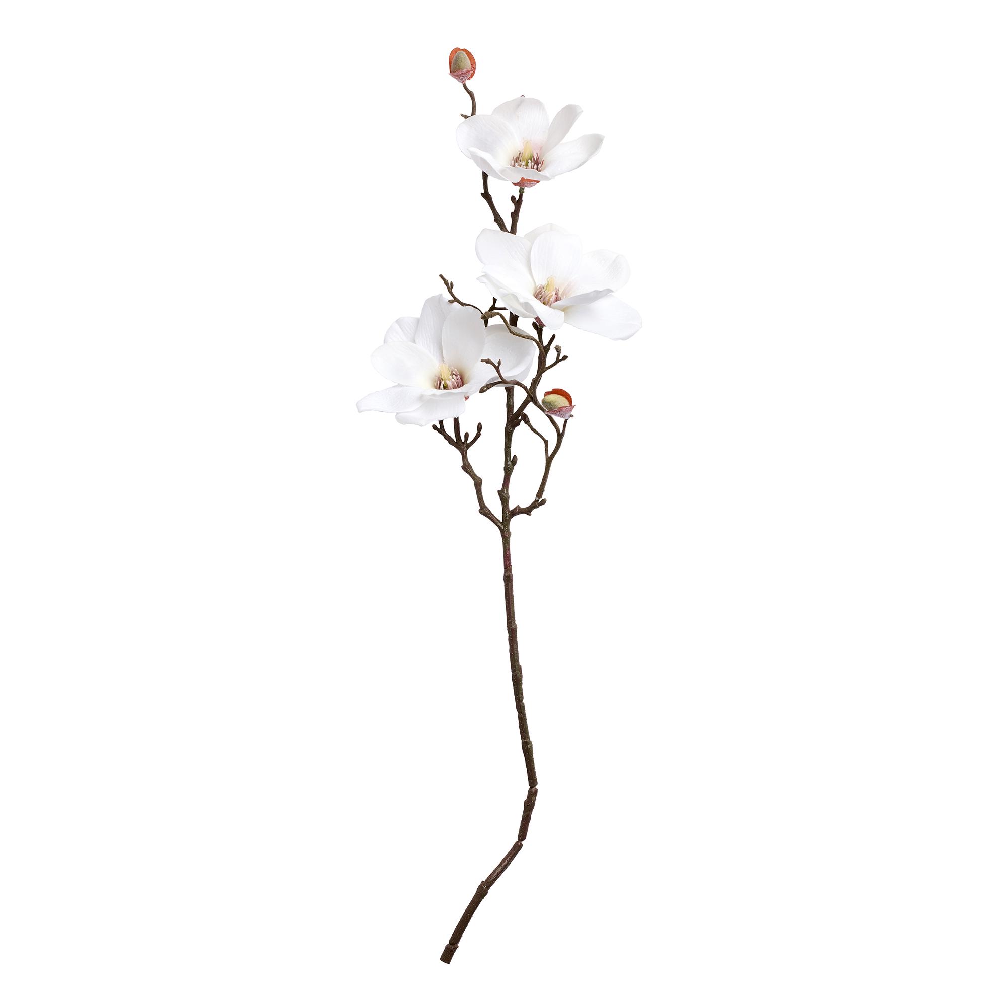 Sainbury's Magnolia Single Stem