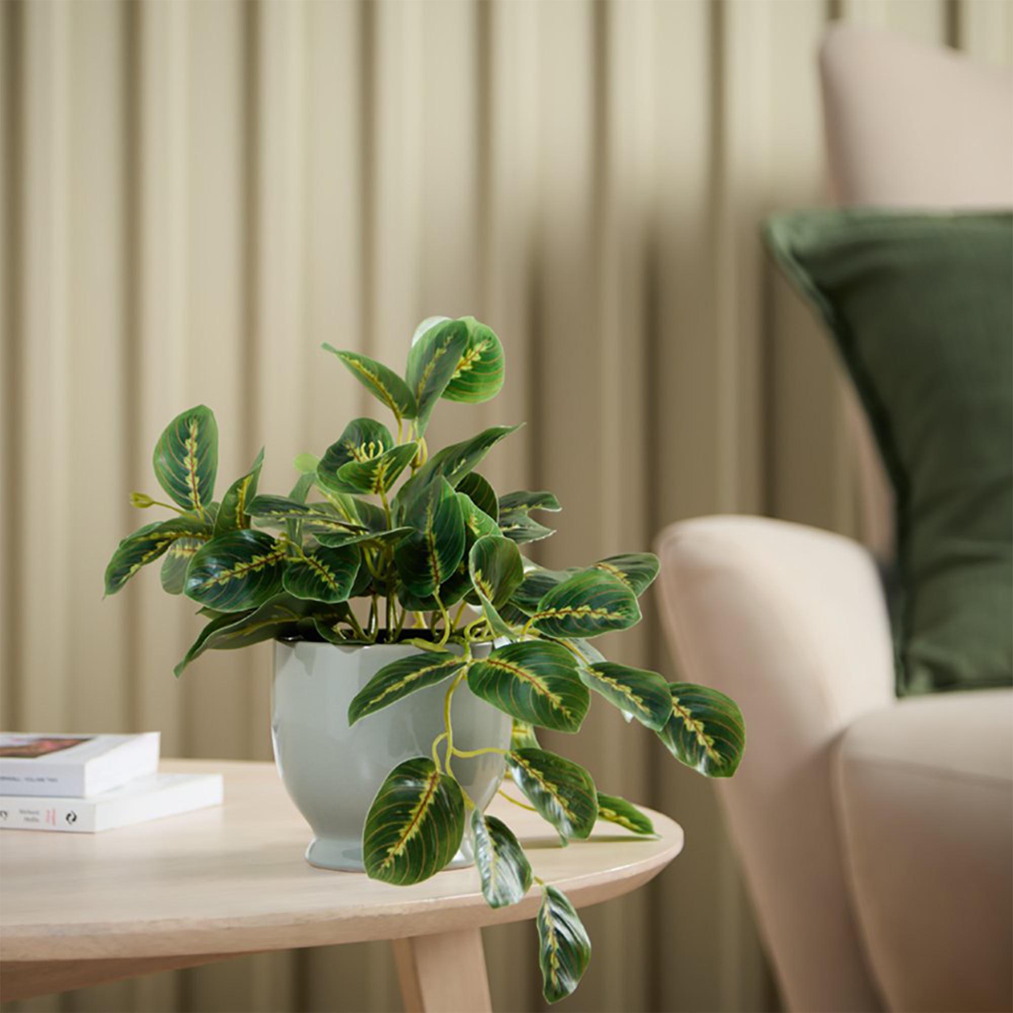Sainbury'sTrailing Leaf in Grey Ceramic Pot