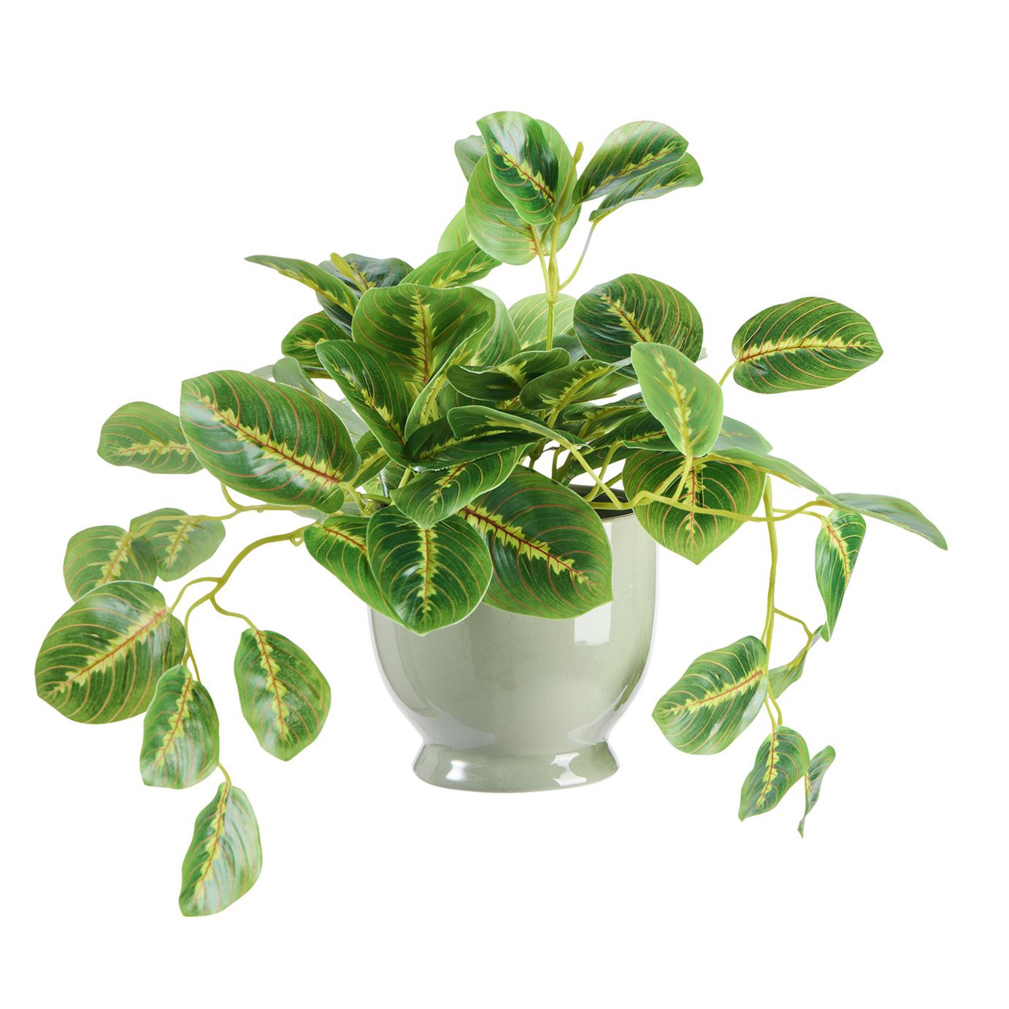 Sainbury'sTrailing Leaf in Grey Ceramic Pot thumbnail 2