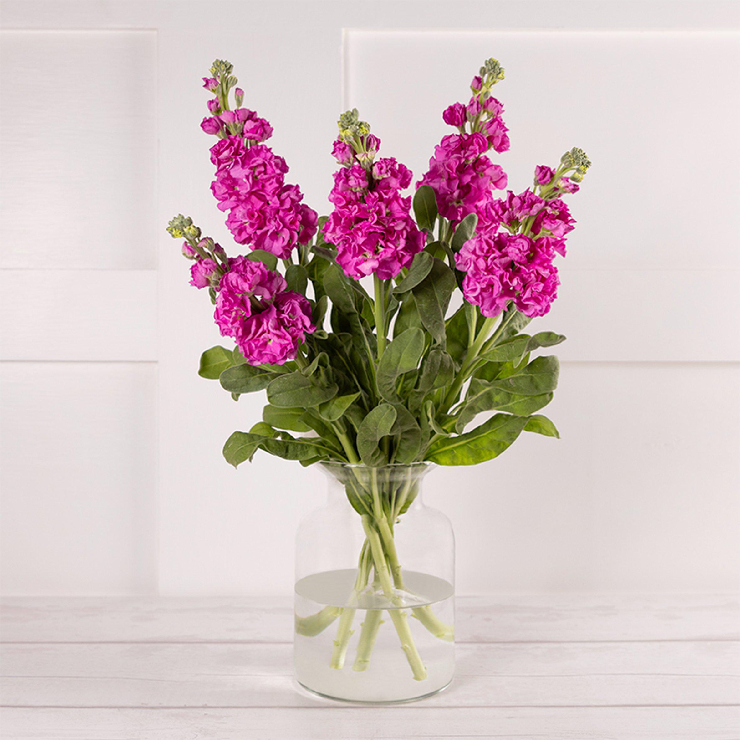 Scented Stocks Flower