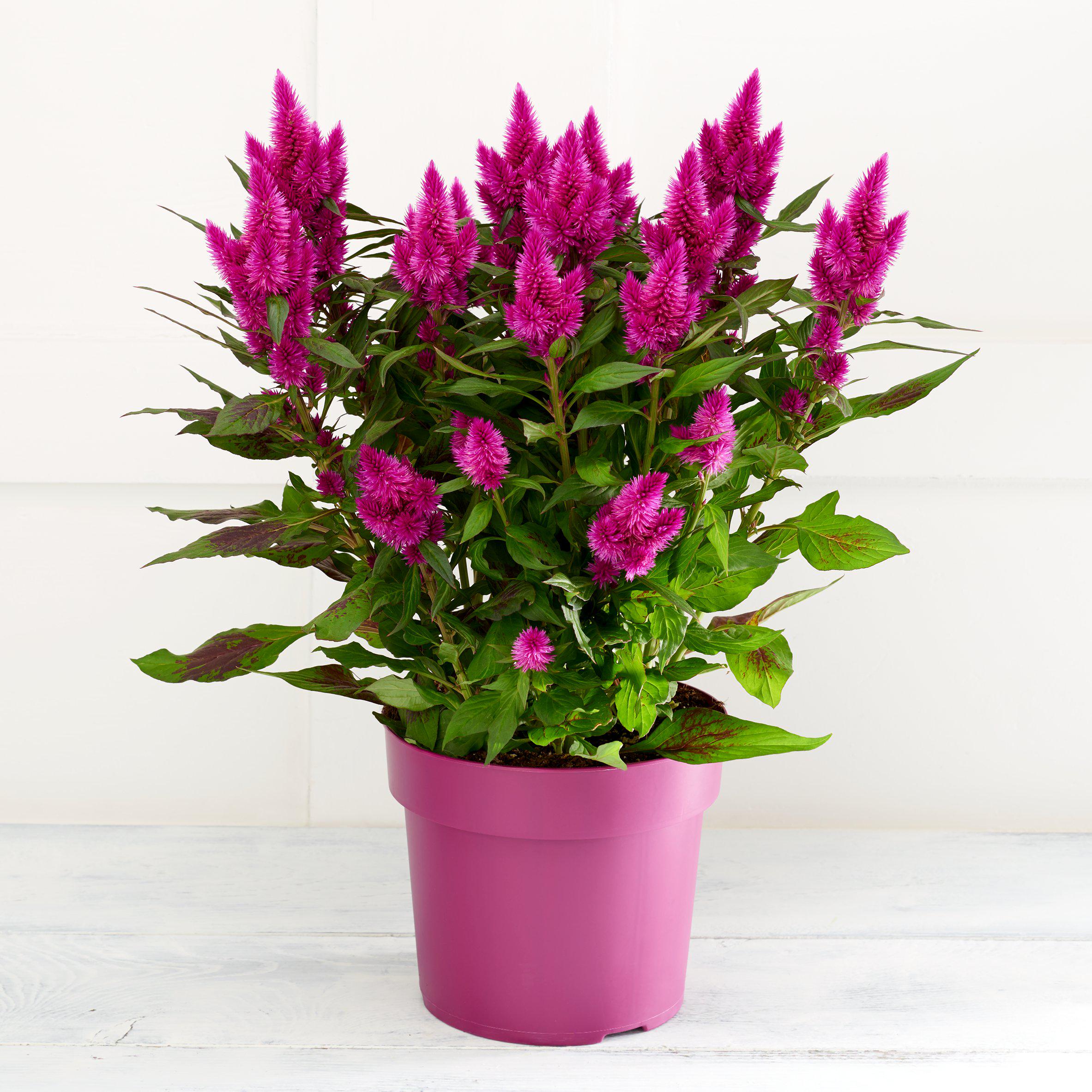 Celosia