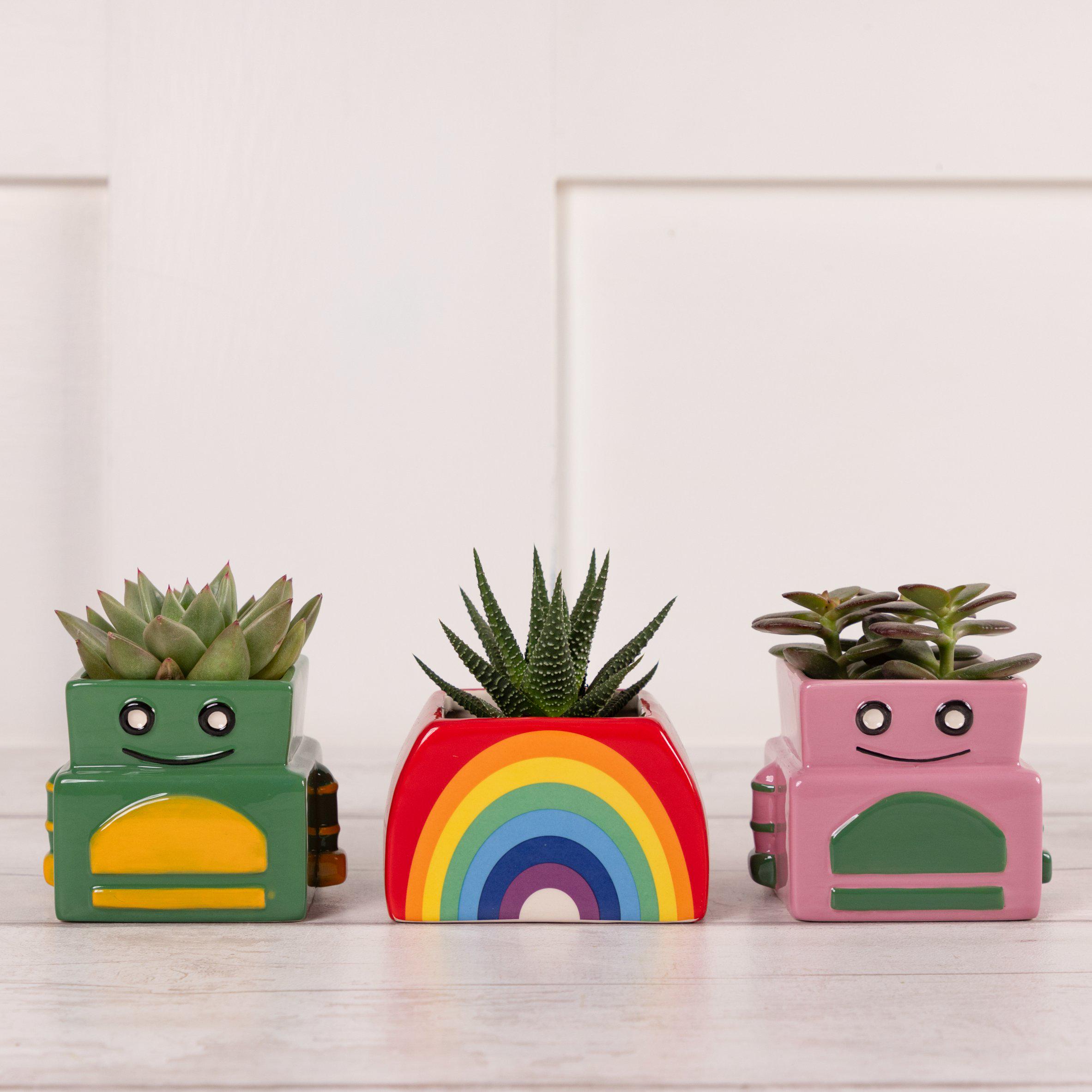 Novelty Succulent Plants