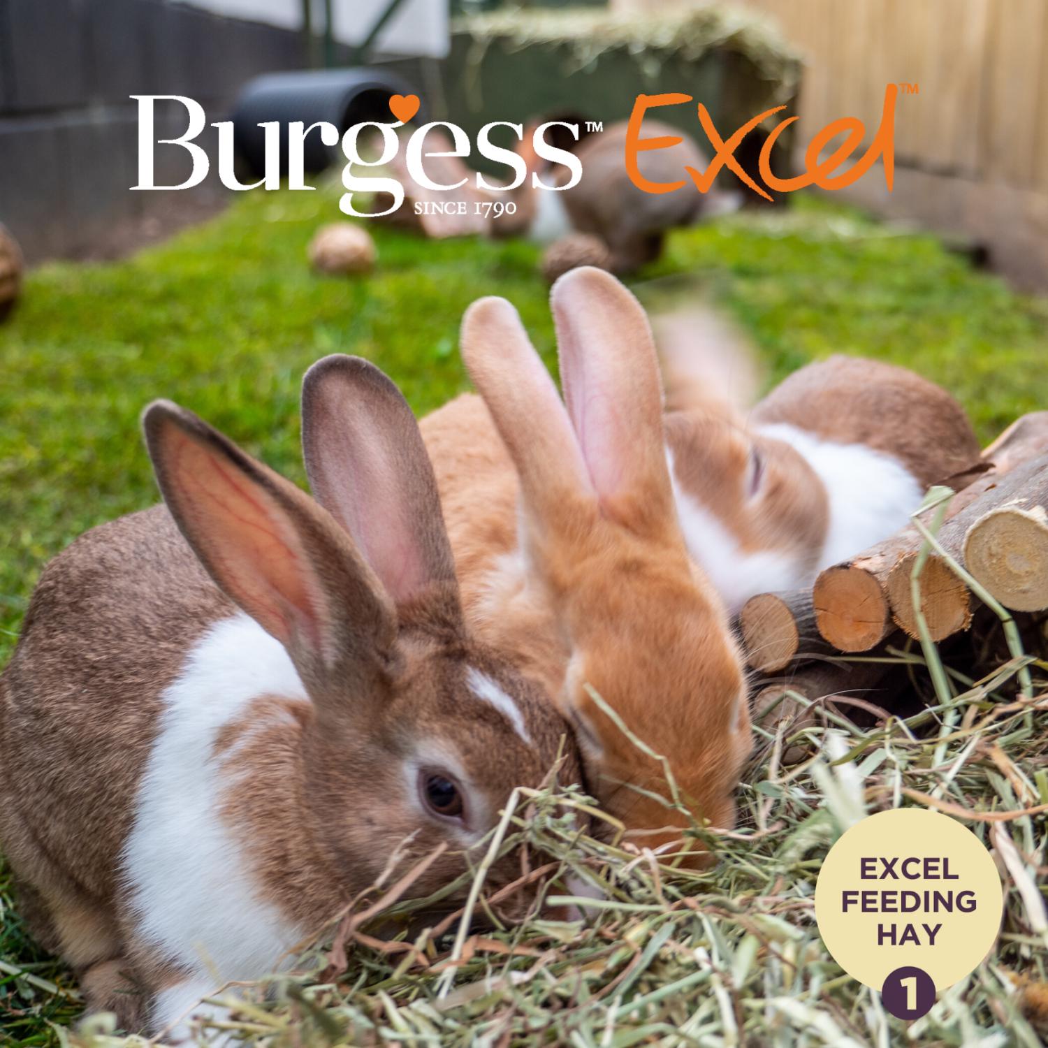 Burgess Excel Feeding Hay with Meadow Flowers 500g thumbnail 3