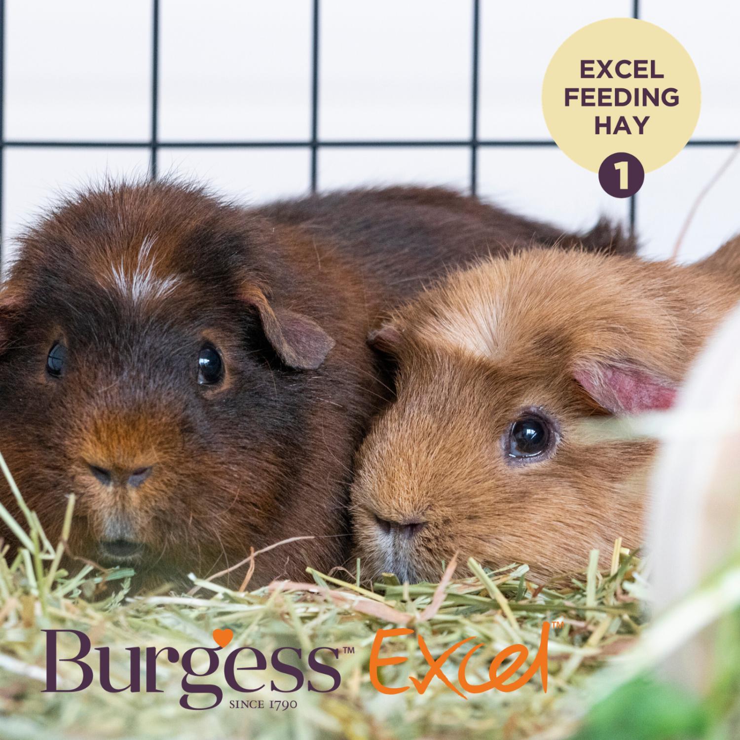 Burgess Excel Feeding Hay with Meadow Flowers 500g thumbnail 4