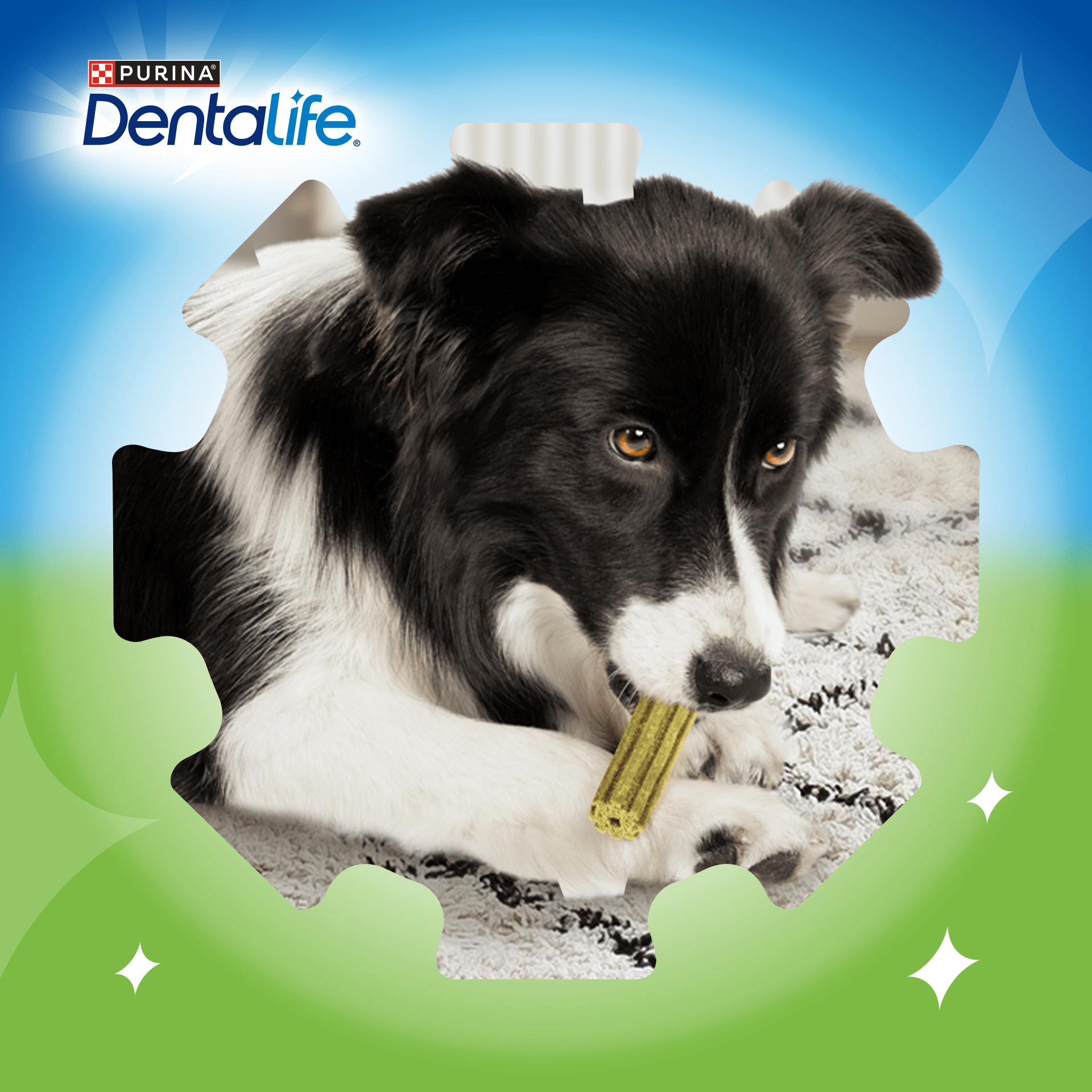 Dentalife ActivFresh Large Dental Chicken Dog Chews Sticks x4 thumbnail 4