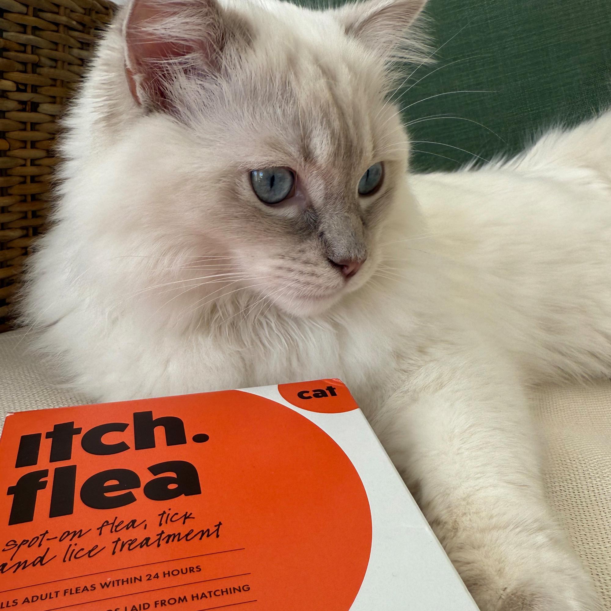 Itch Flea Cats Flea & Tick Spot On Treatment 1 Pipette (1kg+) thumbnail 5