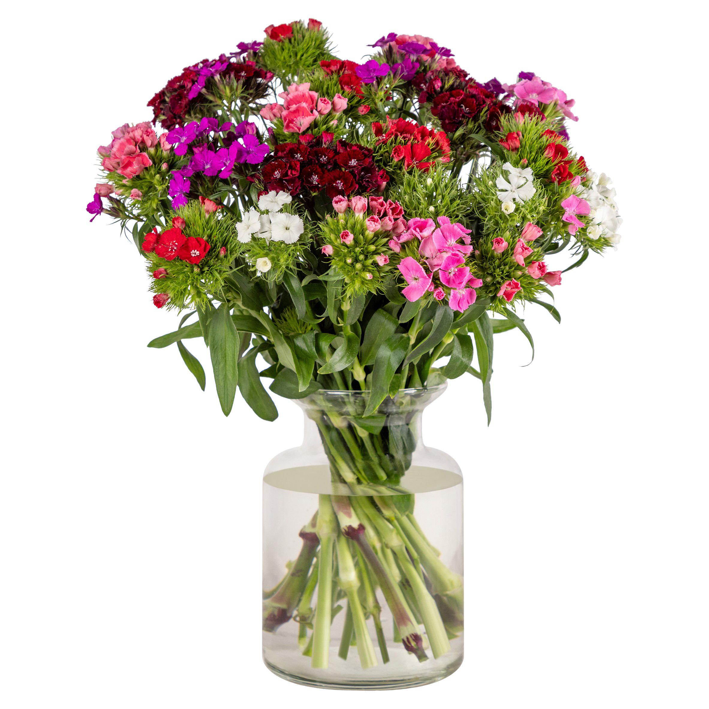 British Sweet Williams Abundance Flowers