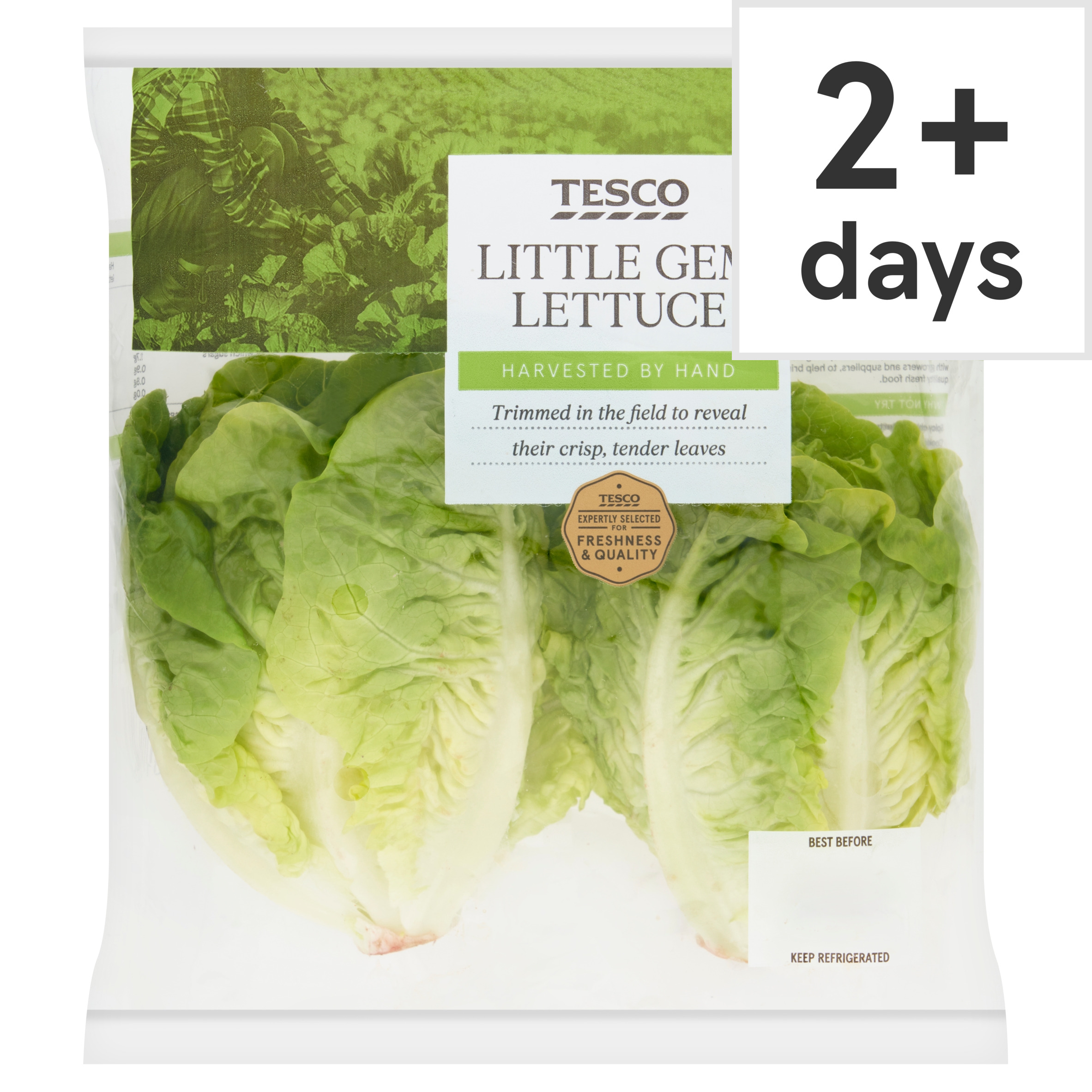 Tesco Little Gem Lettuce Twin Pack