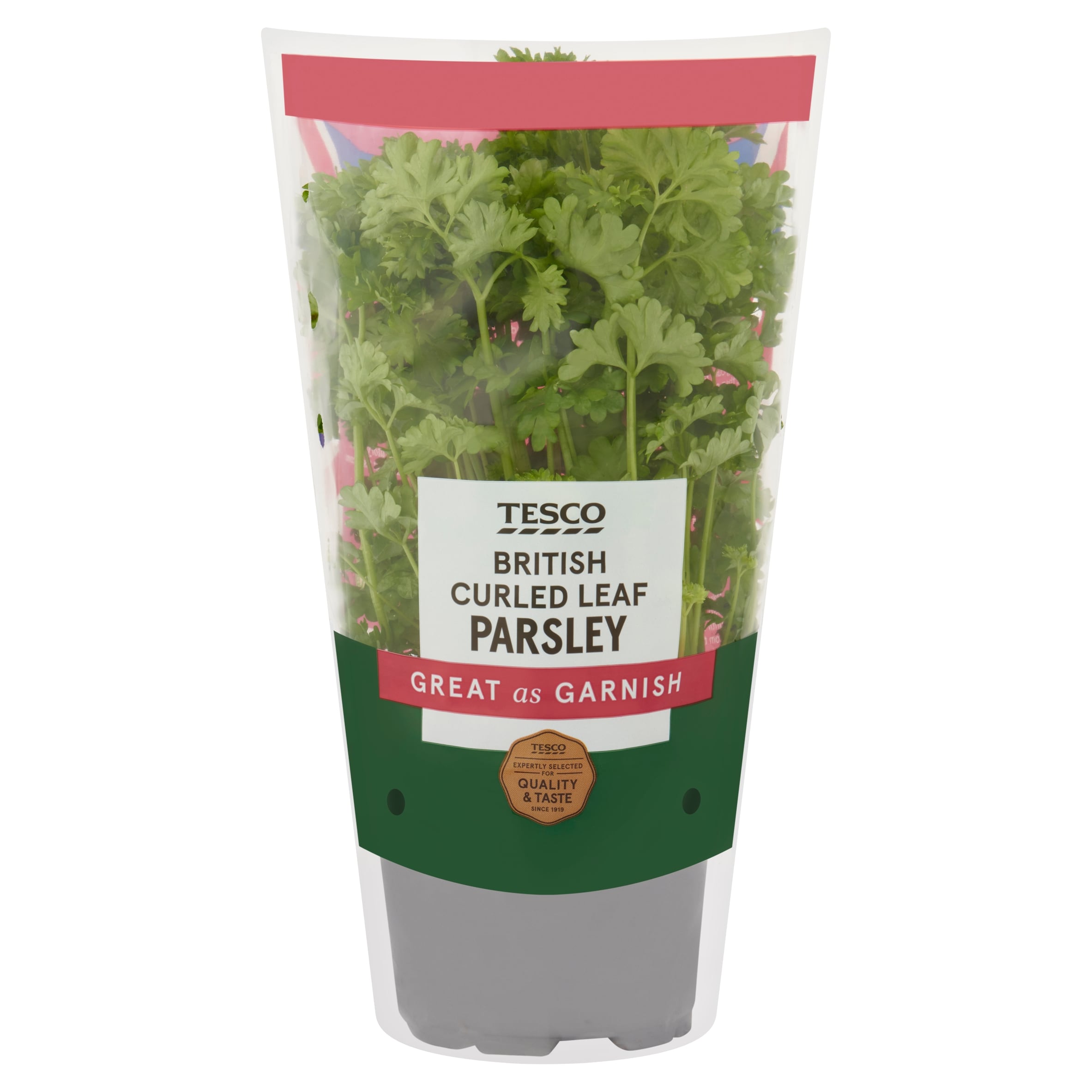 Tesco Curled Parsley Medium Pot