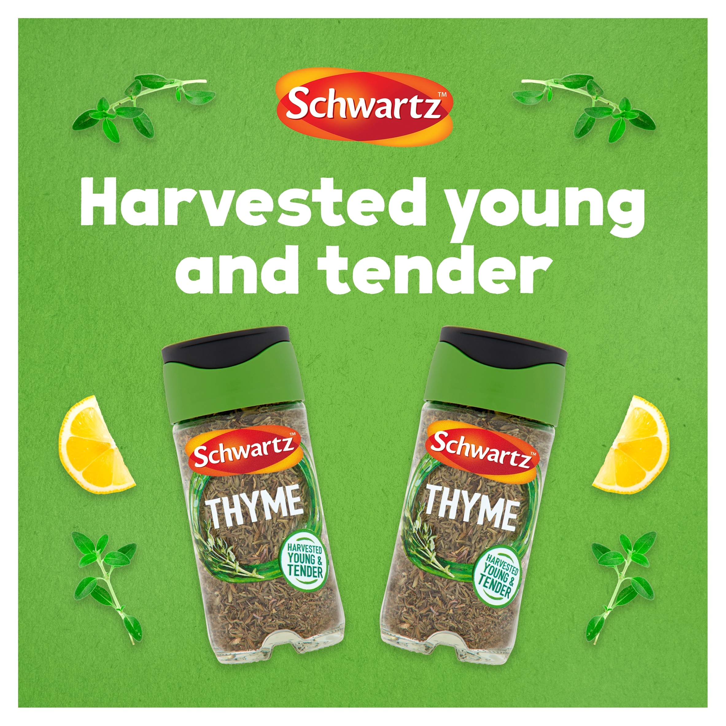 Schwartz Thyme 11g thumbnail 2