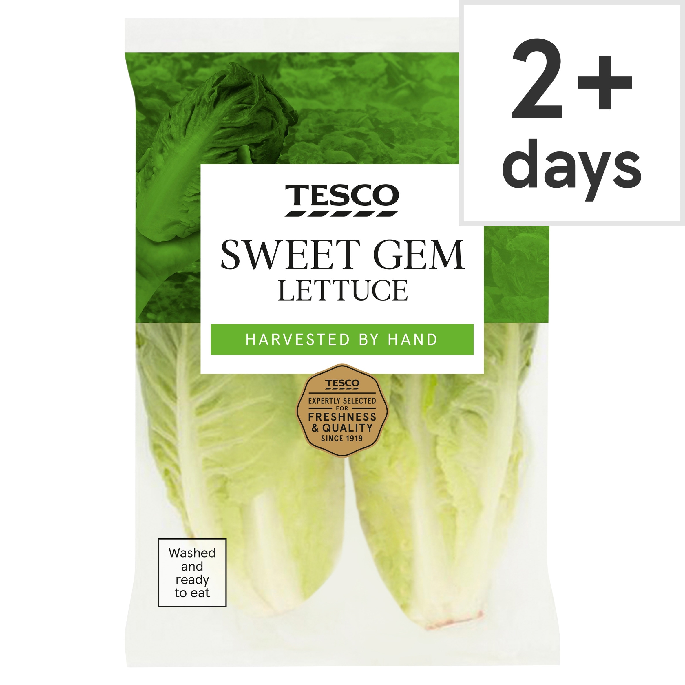 Tesco Sweet Gem Lettuce