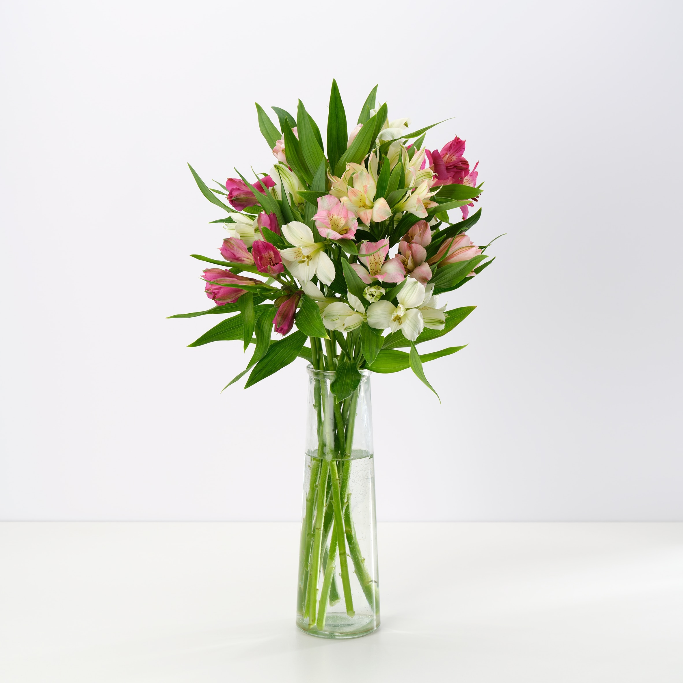Rainbow Alstroemeria
