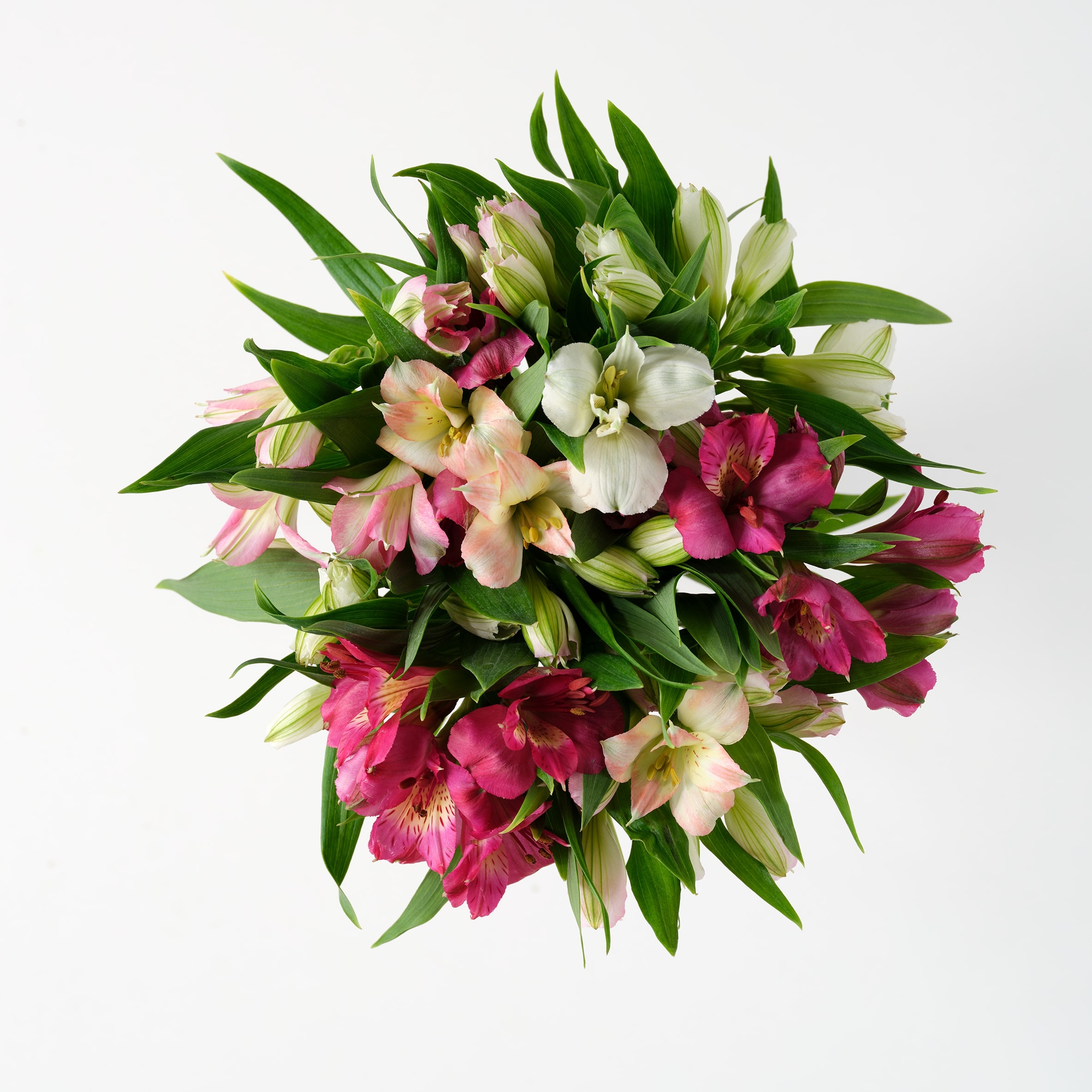 Rainbow Alstroemeria thumbnail 3