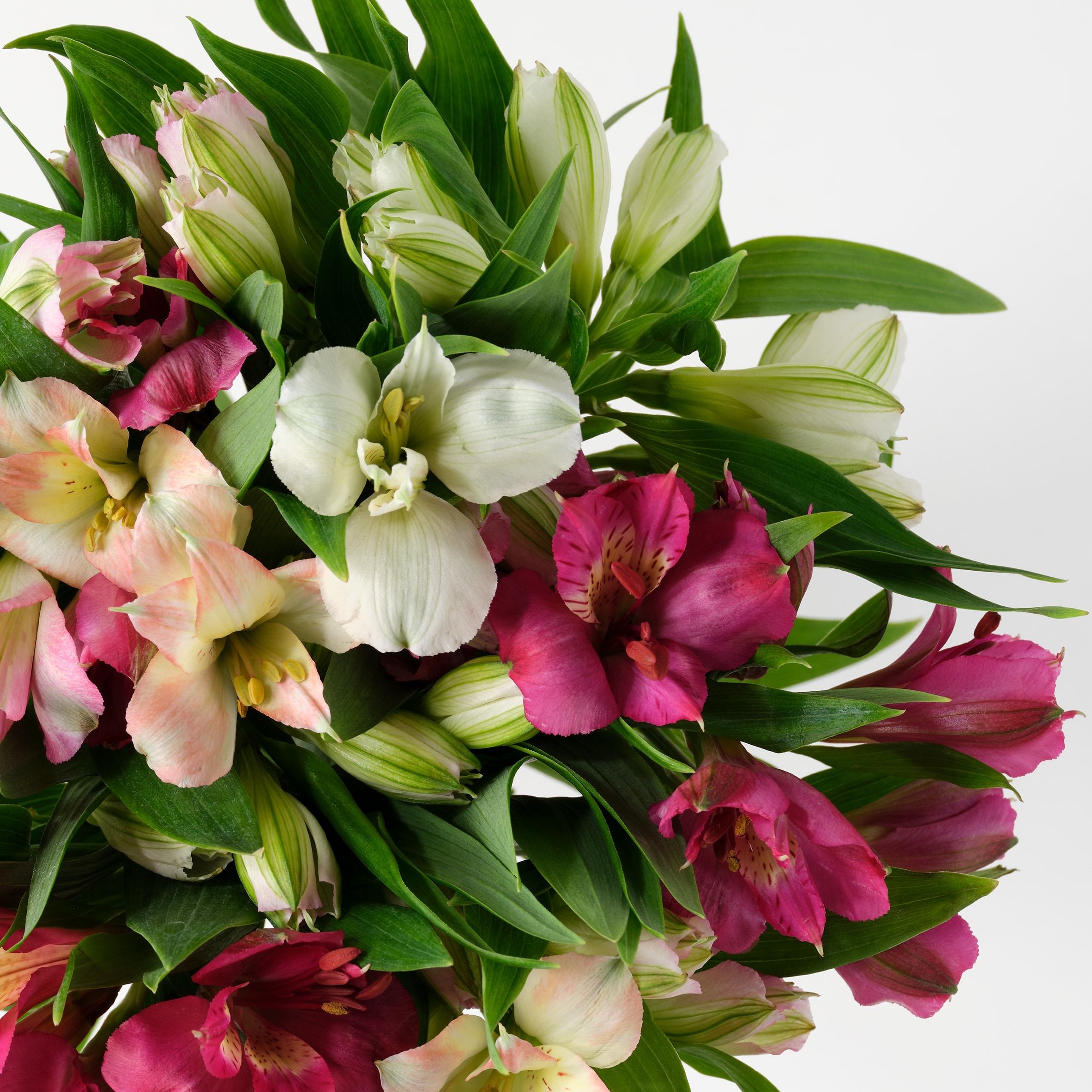Rainbow Alstroemeria thumbnail 4