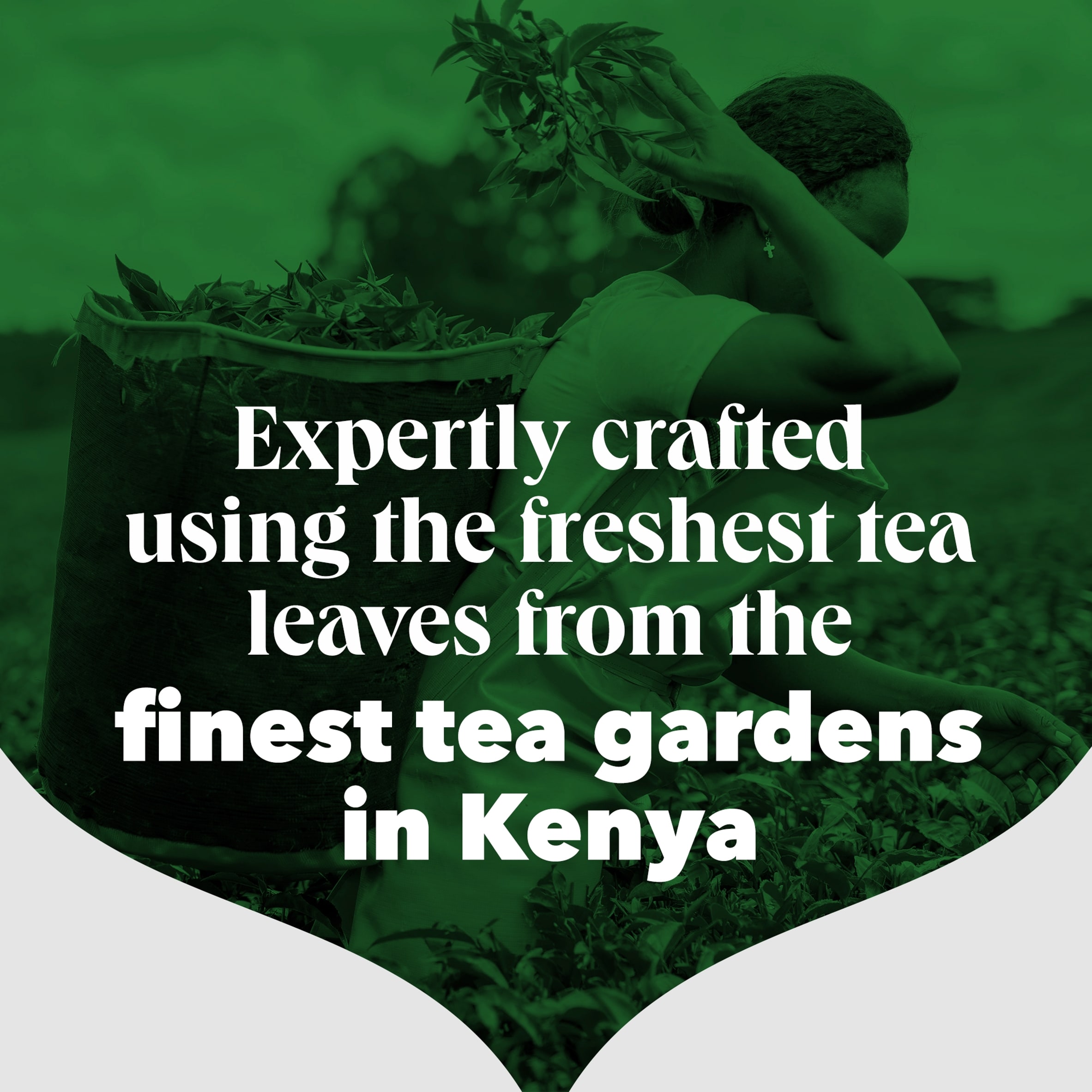 PG Tips Decaf Black Tea 70 Tea Bags 203g thumbnail 4