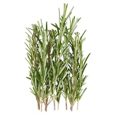 Tesco Rosemary 20G thumbnail 2
