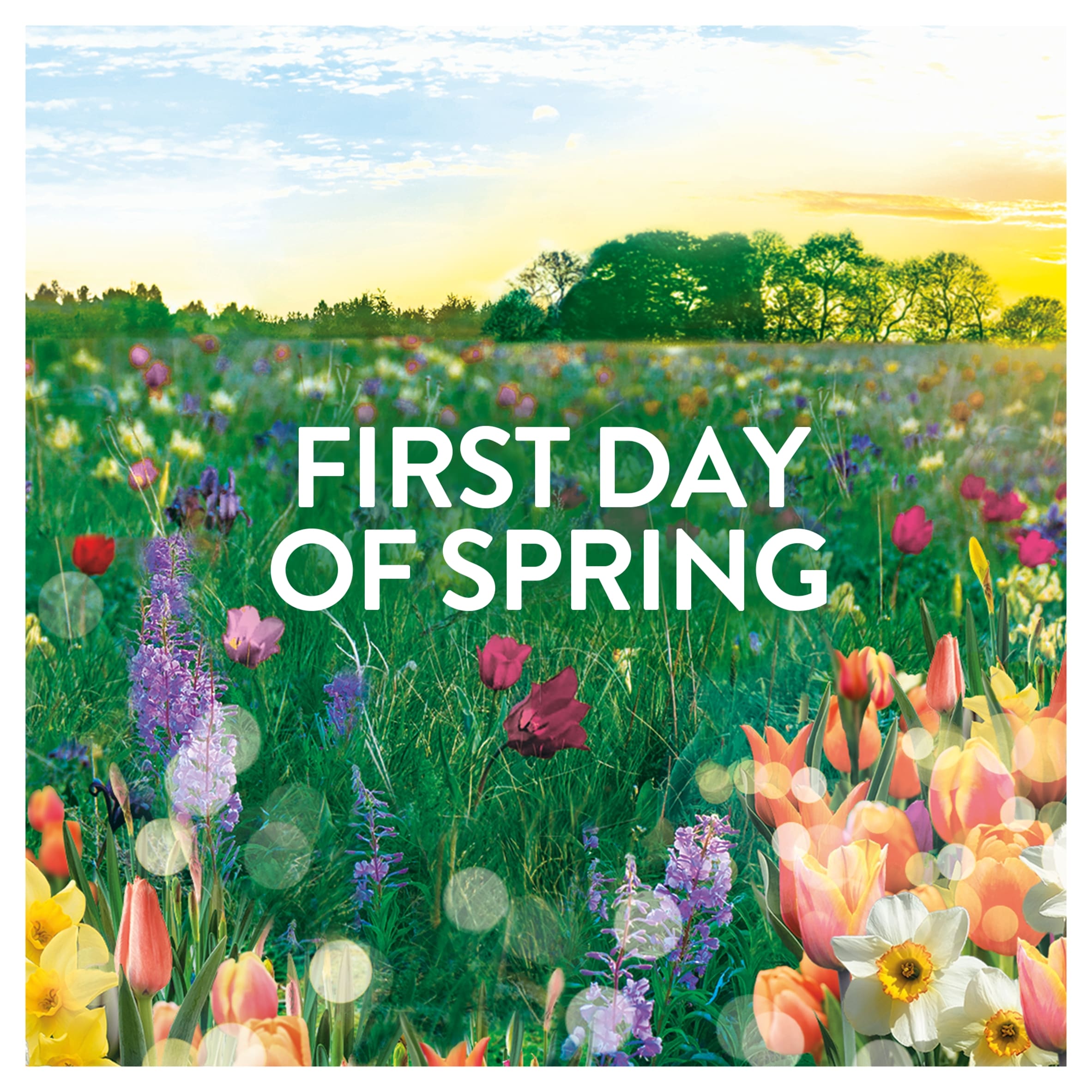 Lenor In-Wash Scent Boosters First Day of Spring 280g thumbnail 2