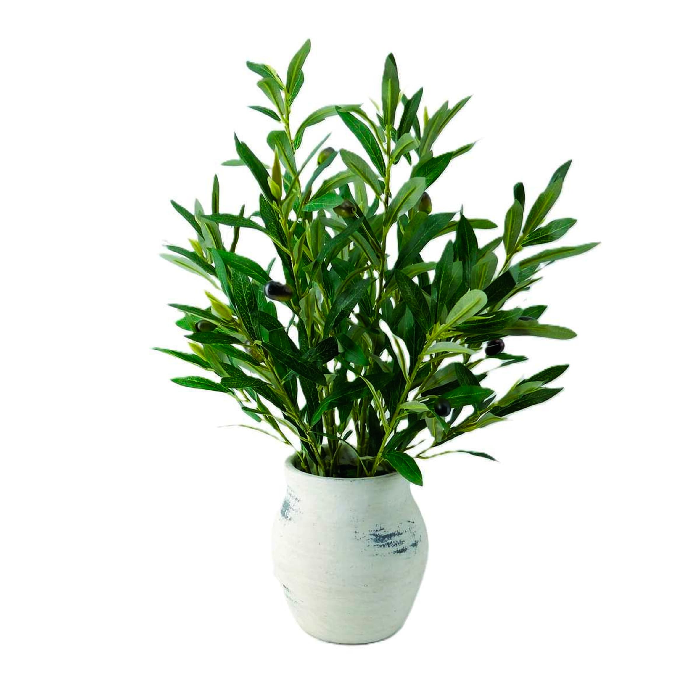 Bayswood Olive Plant in Ceramic Pot