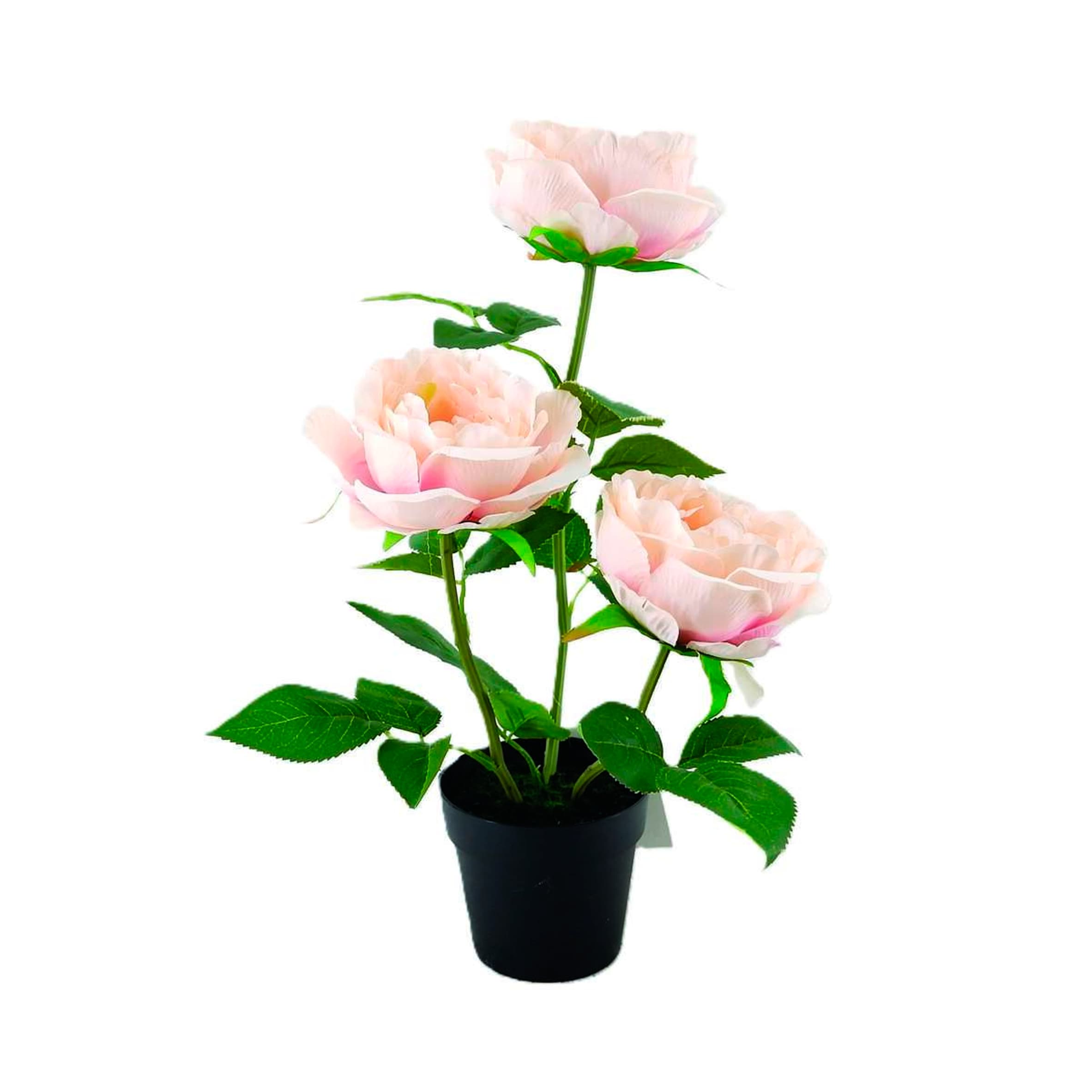 BAYSWOOD Outdoor PINK PEONY