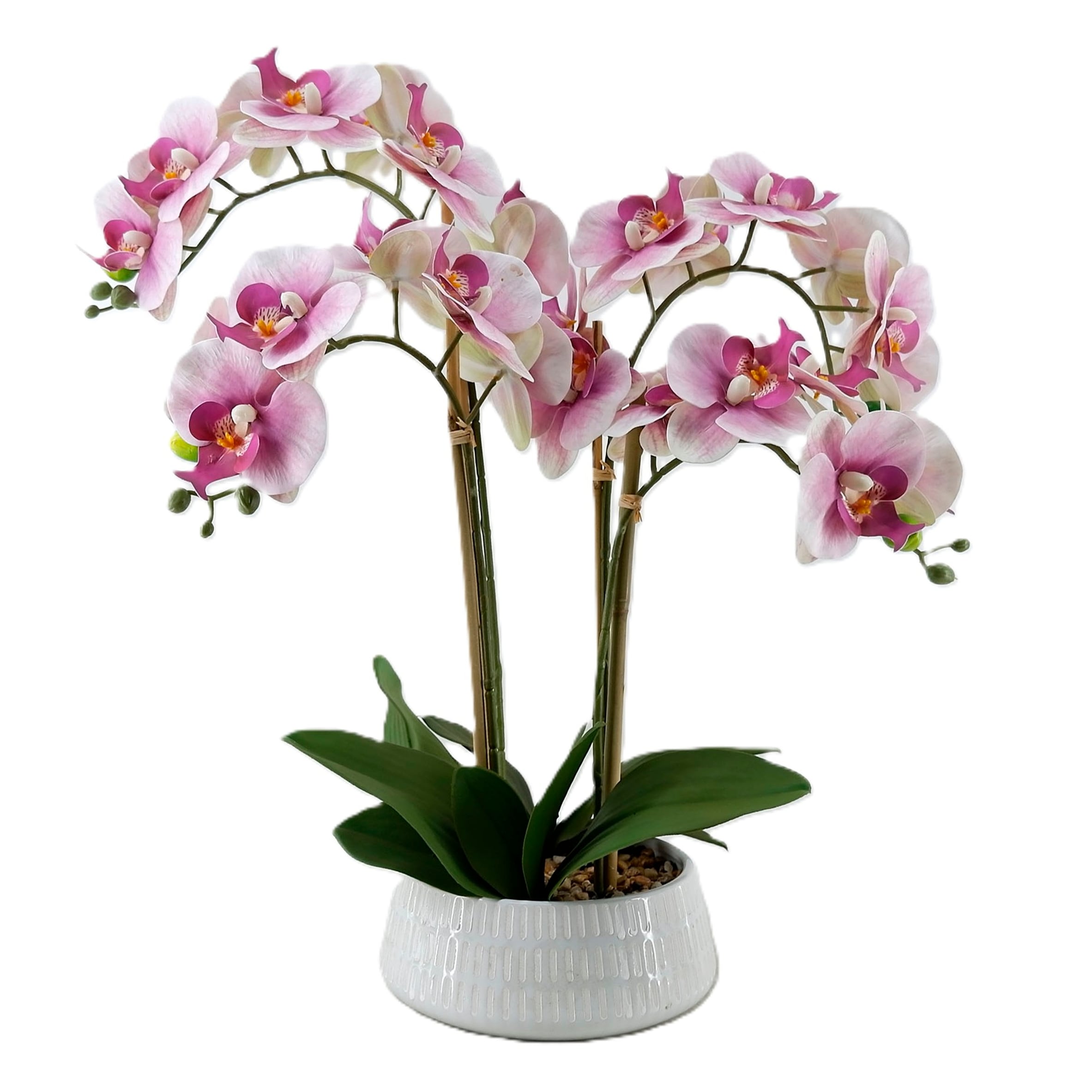 Bayswood Flora & Fern Pink Orchid Arrangement